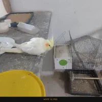 فروش عروس هلندی نر و ماده
