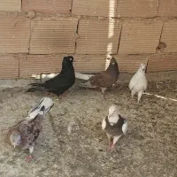 کفتر|پرنده|گلستان (تهران), |دیوار