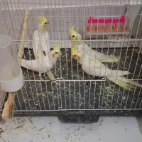 ۴عدد جوجه عروس هلندی آماده یادگیری و یه نر