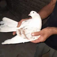 کبوتر پلنگ