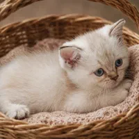 بریتیش اسکاتیش