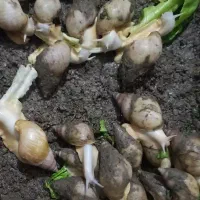 حلزون پرورشی به قیمت مناسب