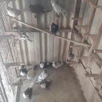 کبوتر ۱۴تا نر و ماده کشتنی