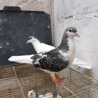 کبوتر ساده و طوقی