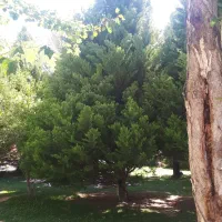 باغ  در بهترین نقطه برشنه