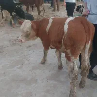 گوساله های نژاد دار ترکمن