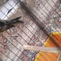 گلبسر|پرنده|هرسین, |دیوار