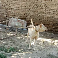 سگ سراب اصیل