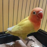 طوطی برزیلی