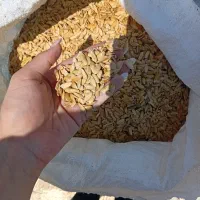 تخمه