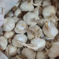سیر