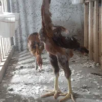جوجه لاری