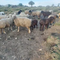 میش و بز داشتی
