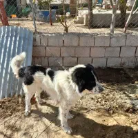 فروش سگ