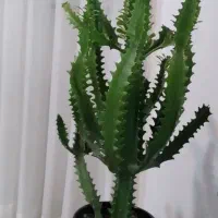 کاکتوس افوربیا