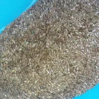 بزرک قرمز