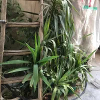 یوکا ،اگاوخنجری و الو ورا یکجا فروشی