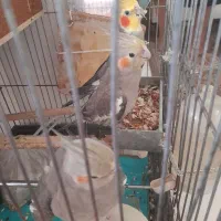 سه تا عروس هلندی نر ماده با جوجه