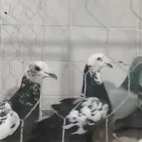 دوازدهتا ماده روزگاری