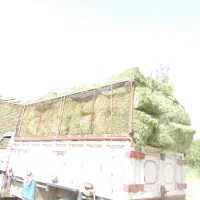 یونجه