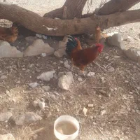 خروس  درشت ۱۱ماهه