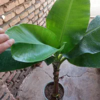 موز تنه دار