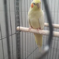 عروس هلندی ماده
