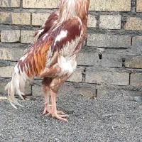 مرغ و خروس محلی دورگه