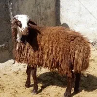 بره نر موجود است