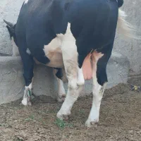 گوساله نر گاو