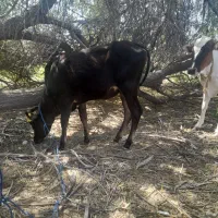 فروش دو گوساله ماده  و یدونه بز با بره ی نر