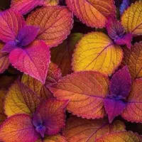 راهنمایی میخوام برا پیدا کردن