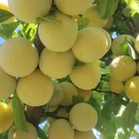 آلوزرد فروشی