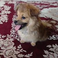 سگ پامر