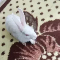 خرگوش سفید