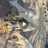 بز سانن دوقلو زا  با دو بزغاله