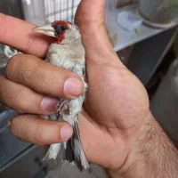 سهره کرمانی و رسمی