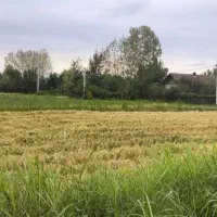 زمین-باغی