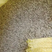 عدس تازه امساله