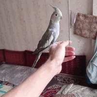 عروس ماده جوان  دستی به ضمانت تخم