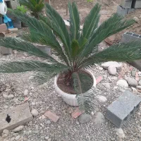 سیکاس|گل و گیاه طبیعی|قائمشهر, |دیوار