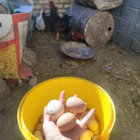 تخم مرغ محلی