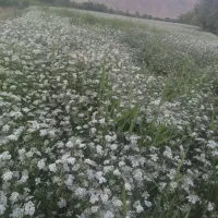 فروش گشنیز کمباینی