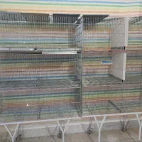 قفس سرپل ذهاب