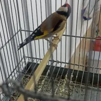 سهره نر خوشکل بخون