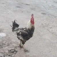 خروس