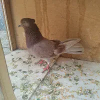 کفتر پرشی فروشی