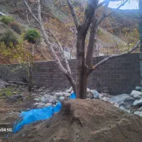 جاده چالوس پلخواب