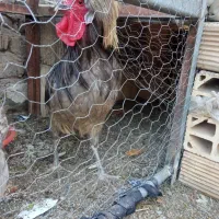 خروس لهستانی کاکلی