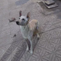 سگ ژرمن هاسکی